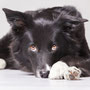 "Fokus auf Ausdruck - Reduziertes Tierportrait"