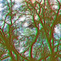 Trees with Edges, Kunstdruck auf Leinwand,                                70 x 100 cm  © 2024