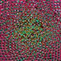 Sunflower, Kunstdruck auf Leinwand, 70 x 100 cm           © 2018