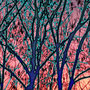 Trees on Red Sky, Kunstdruck auf Leinwand,                        70 x 100 cm   © 2020