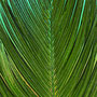 Palm Leaves, Kunstdruck auf Leinwand, 100 x 70 cm                       © 2022