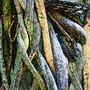 Vines, Kunstdruck auf Leinwand, 100 x 70 cm         © 2020