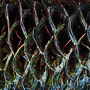 Pine Cone, Kunstdruck auf Leinwand, 70 x 100 cm                       © 2018