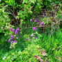 21.05.2025 Rundweg Theißtal - P2: Blühende Akelei am Wegesrand.