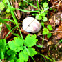 15.10.2025 Ohren-Dauborn - P2: Eine Schnecke versteckt sich im Gras.