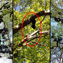 22.04.2026 Rundweg Siedlung Wildpark (über Hohe Kanzel) - P1: Die Enttäuschung war jedoch groß. Der Schuhbaum war fast komplett leergeräumt (mittleres Bild), im Gegensatz zu 2024 (Bilder links und rechts).