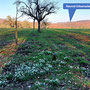 04.03.2026 Wilhelm-Kempf-Haus hinter Niedernhausen-Rambach - P1:  Schneeglöckchen am Rand der Streuobstwiesen mit Blick auf den Kellerskopf und Naurod-Erbsenacker.