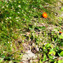 11.06.2025 Rundweg Großer und Kleiner Feldberg - P1: Eine einsame Blüte.