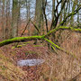 15.01.2025 Rundweg Zugmantel bei Orlen - P1/P2: Impression im Wald.