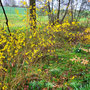 25.03.2026 Rundweg Auf der Schanz - P2: Blühende Forsythien.