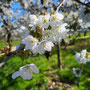 08.04.2026 Schloss Wi-Freudenberg-Frauenstein - P2: Herrlich anzusehen.