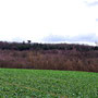08.01.2025 Würges-Bad Camberg vorbei "Am Waldschloss" - P2: Auf dem Wanderweg 4 Blinzelberg (Kachelweg) Richtung Waldschloss. Der höchste Turm des Baumwipfelwegs ragt über den Wald hinaus.