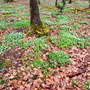 25.03.2026 Rundweg Auf der Schanz - P2: Der Waldboden um die Schanz ist bedeckt von Anemonen bzw. Buschwindröschen.