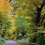 15.10.2025 Radweg an der L3031 (hinter Beuerbach)-Dauborn (über Gnadenthal): Herrlicher Weg durch den herbstlichen Wald.