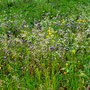 28.05.2025 Breckenheim - Rundweg - P2: Bunte Vielfalt in einer Wiese.