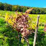 01.10.2025 Niederwalddenkmal-Rüdesheim - P1: Der Herbst zeigt schon seine Farbenvielfalt.