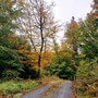 08.10.2025 Rundweg Fischbacher Kopf (über Alsdorfer Weiher) - P1: Herbstliche Farben des Waldes auf dem Weg ins Dombacher Loch.