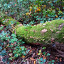 15.10.2025 Radweg an der L3031 (hinter Beuerbach)-Dauborn (über Gnadenthal): Ein Baumstamm, mit Pilzen und Moos bewachsen, am Wegesrand.