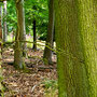 18.06.2025 Rundweg Oberauroff-Ehrenbach-Niederauroff-Oberauroff - P1: Vorbei an großen Feldern voller giftigem Fingerhut mitten im Wald.