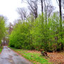 25.03.2026 Rundweg Auf der Schanz - P2: Es wird grün.