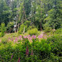 18.06.2025 Rundweg Oberauroff-Ehrenbach-Niederauroff-Oberauroff - P1: Vorbei an großen Feldern voller giftigem Fingerhut mitten im Wald.