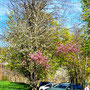 08.04.2026 Schloss Wi-Freudenberg-Frauenstein - P2: Ein besonderer Kirschbaum mit zweifarbigen Blüten.