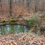 12.02.25 Escher Kopf-Wörsdorf - P1: Ein Tümpel im Wald.