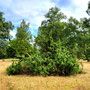 30.07.2025 Rundweg Riedelbach - P1: In der Riedelbacher Heide.
