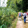 06.08.2025 Kiedrich (Stassen) Rundwanderweg - P1: Sogar Schilfbewuchs gibt es hier.