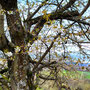 27.03.2024 Naurod Erbsenacker-Naurod - P2: Die Kirschbaumblüte ist bereits in vollem Gang.