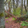 25.03.2026 Rundweg Auf der Schanz - P2: Ein schöner Pfad führt durch den Wald.