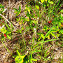 21.05.2025 Rundweg Theißtal - P2: Walderdbeeren am Wegesrand.