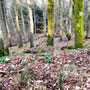 28.02.2024 Schlangenbad-Rauenthal - P1: Blick in die Natur.