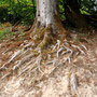 21.05.2025 Rundweg Theißtal - P1: Der Baum klammert sich mit seinen Wurzeln an einer Böschung fest.