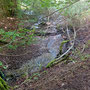 30.07.2025 Rundweg Riedelbach - P1: Dieser Bach mündet in den Bach Wolfsgraben.