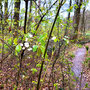 25.03.2026 Rundweg Auf der Schanz - P2: Auch hier blüht es.