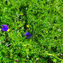 14.05.2025 Burgschwalbach-Hahnstätten - P2: Die ersten Kornblumen.