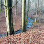 26.02.2025 Rundweg Heftricher Moor - P1: Der parallel zum Weg verlaufende Bach ist auch gut mit Wasser gefüllt.