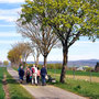 15.04.2026 Wallrabenstein - Graf Walram Rundweg - P1: Auf einer Baumallee oberhalb von Wallrabenstein.