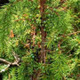 30.07.2025 Rundweg Riedelbach - P2: Wilder Wacholder mit seinen Beeren.