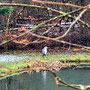 15.01.2025 Rundweg Zugmantel bei Orlen - P1/P2: Ein einsamer Reiher am Weiher.