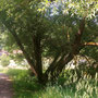 18.06.2025 Rundweg Oberauroff-Ehrenbach-Niederauroff-Oberauroff - P1: Toller Bäum mit vielen Stämmen.