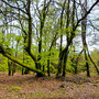17.04.2024 Rundweg Siedlung Wildpark über Hohe Kanzel - P1: Interessante Baumformation an der Hohen Kanzel.