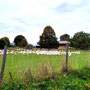 15.10.2025 Ohren-Dauborn - P2: Eine Menge Gänse am Bubenheimer Hof zwischen Ohren und Kirberg.