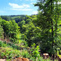 25.06.2025 Bad Schwalbach - Rundweg Kurpark - P1: Herrlicher Blick von dem Höhenweg über dem Kurpark in die Wälder.