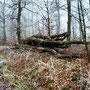 22.01.2025 Waffelfabrik Orlen-Steckenroth - P1: Durch einen herrlichen Winterwald ohne Schnee.