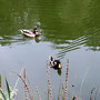 25.06.2025 Bad Schwalbach - Rundweg Kurpark - P1: ... zwei Enten und ...
