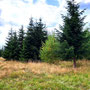 20.08.2025 Runde Mensfelder Kopf - Rotes Meer - P1: Der Mensfelder Kopf ist eine mit Heidelandschaft bewachsene und nur partiell bewaldete Quarzitkuppe.