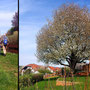 15.04.2026 Wallrabenstein - Graf Walram Rundweg - P1: Vorbei an einem Garten mit einem mächtigen Baum.