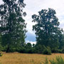 30.07.2025 Rundweg Riedelbach - P1: In der Riedelbacher Heide.